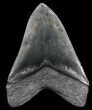Serrated, Fossil Megalodon Tooth - Huge!!! #56466-2